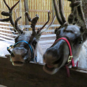 Reindeer hire