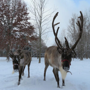 Reindeer hire in London